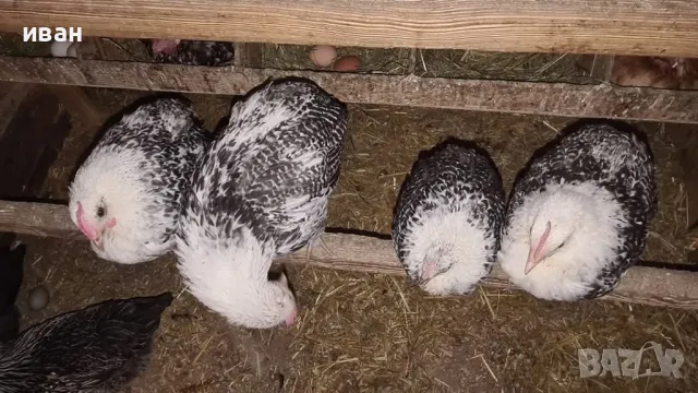 свободни петлета от бяло Брезе люпени от яйца от Франция и петлета Фризийска Чайка , снимка 5 - други­ - 45196830