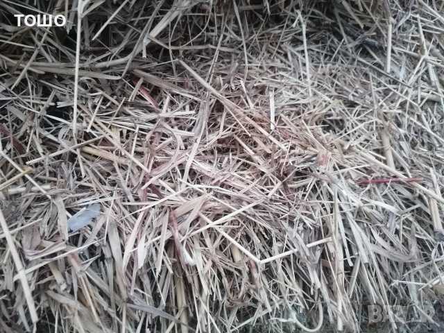 продавам бали трева 