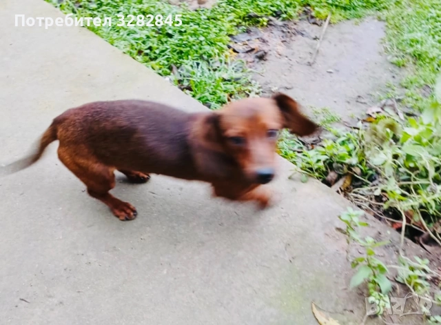 Мини дакели , снимка 5 - Дакели - 51707477