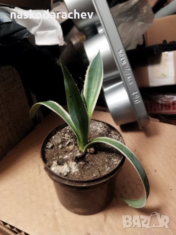 Американско пъстро Агаве (Agave americana variegata) или Столетник с пъстри листа, снимка 10 - Стайни растения - 29200314
