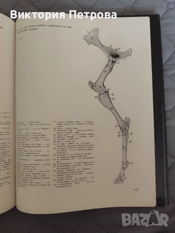 Атлас по топографска анатомия на селскостопанските животни Том 1, 2 и 3, снимка 17 - Специализирана литература - 52815137