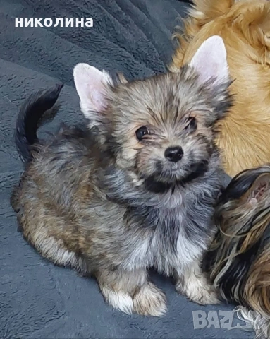 Продавам Йоркширски териер 