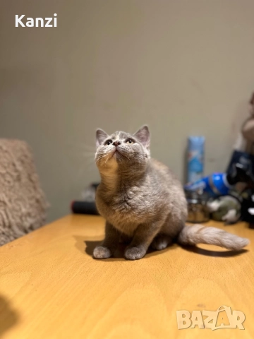 Британски British Blue Point, снимка 6 - Британска късокосместа - 52353233