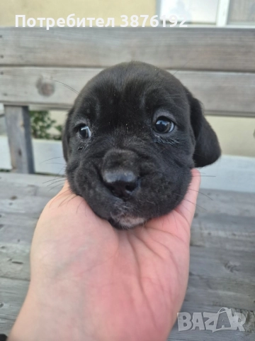 Кане Корсо женски