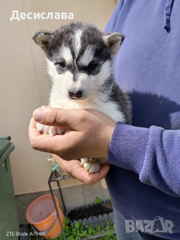  Хъски, снимка 11 - Хъски - 54180286