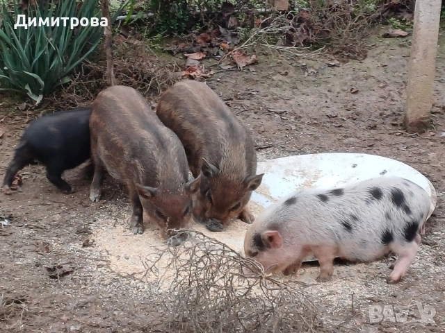 Разменям виетнамски прасета за други животни или зърно, снимка 3 - Прасета - 52406042