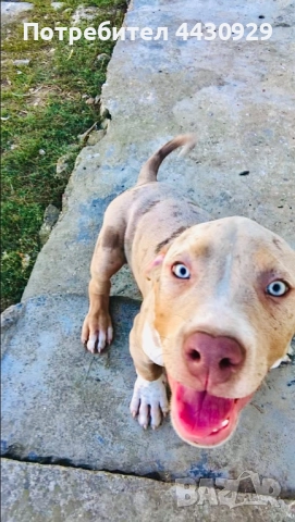 American Bully XL, снимка 15 - Други - 52497819