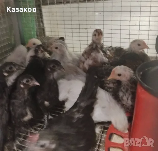 Продавам Мини Кохин на 40 дни.
