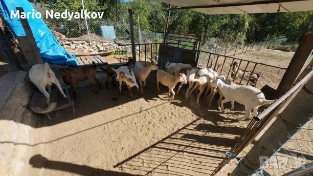 Продавам добре гледани ярета (25-30 кг) – с. Ботево, обл. Варна, снимка 6 - Кози - 55994038