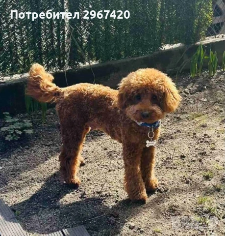 Пудел Той…….