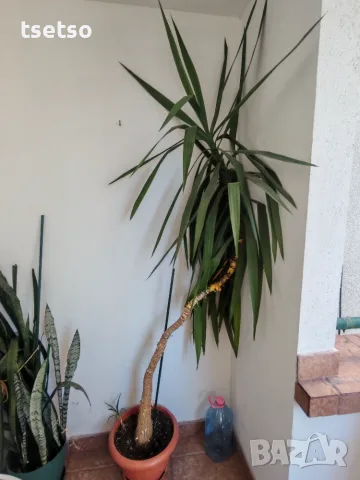 Юка лориоза (Yucca gloriosa) или Градинска Юка,