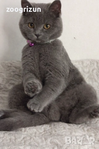 Шотландско клепоухо момченце, снимка 2 - Други - 52263187