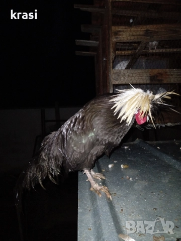 декоративни петлета и кокошлета, снимка 7 - други­ - 52408726