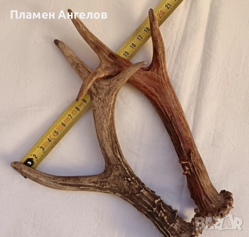 Трофей-рога от сръндак, снимка 6 - Декорация за дома - 52260402