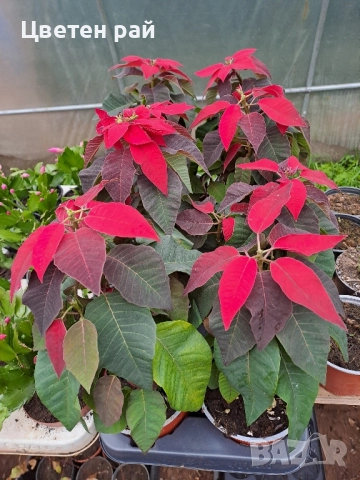 РАЗПРОДАЖБА на Коледна звезда 