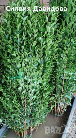 Лигуструм за жив плет , снимка 2 - Градински цветя и растения - 54008160