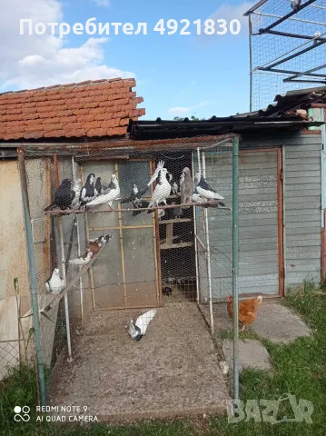 Продавам Гълаби, снимка 2 - Гълъби - 55905447
