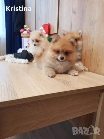 Померан померанчета свободни, снимка 6 - Померан - 52774748