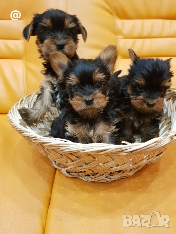 Йоркширски териер йорки Гр. София, снимка 5 - Йоркширски териер - 52665987