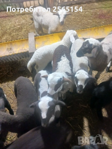 Агнета за Гергьовден