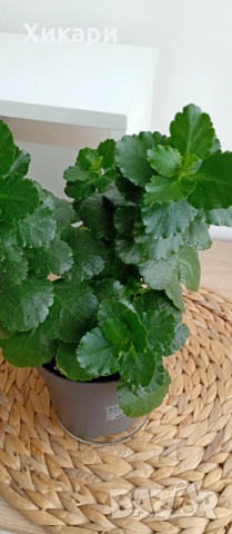 Каланхое без цвят, снимка 4 - Стайни растения - 53785384