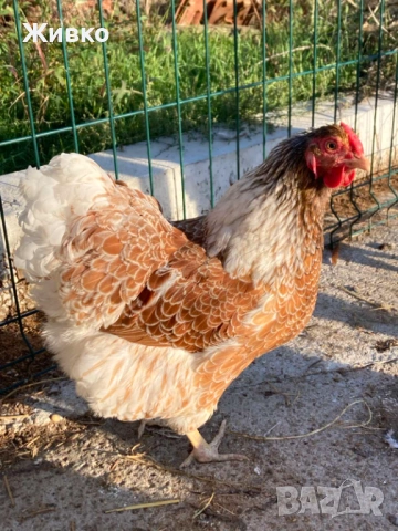 Виандоти, снимка 6 - Кокошки и пуйки - 54063681