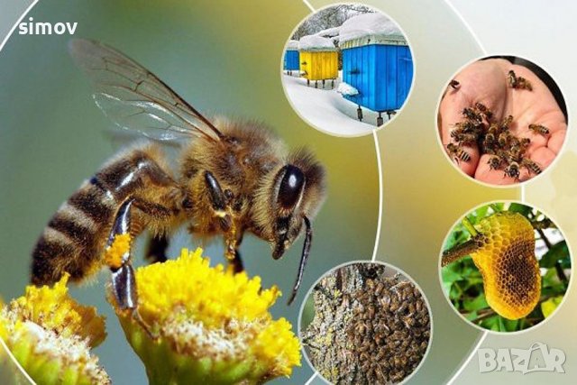 Казеинов протеин млечен 85 % за подхранване на пчелни семеиства., снимка 1 - За пчели - 38457519