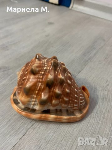 Декоративен рапан