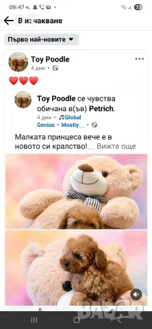 Той пудел априкот момченце-FCI, GENETIC,PL, снимка 11 - Пудели - 55895025