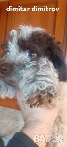 лагото романьоло , снимка 11 - Други - 52431390