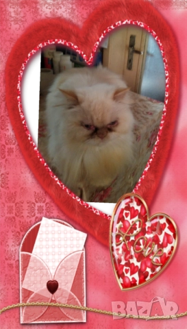 Ваксинирани персийски дългокосмести котки с ЕС паспорти,микрочипирани! , снимка 10 - Персийска - 45572562