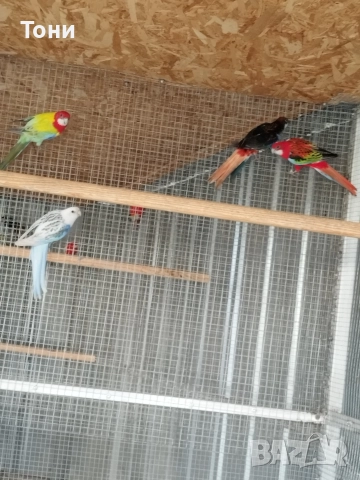 продавам папагали , снимка 3 - Папагали - 52865136