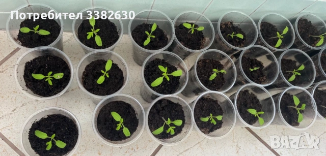 Разсад домати розова магия , снимка 2 - Разсади - 54187843