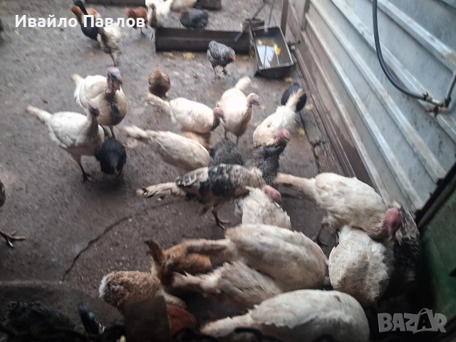 Пуйки, снимка 2 - Кокошки и пуйки - 52683193