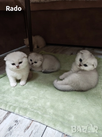 Клепоухи и правоухи сребърни чинчили , снимка 5 - Британска късокосместа - 52890489