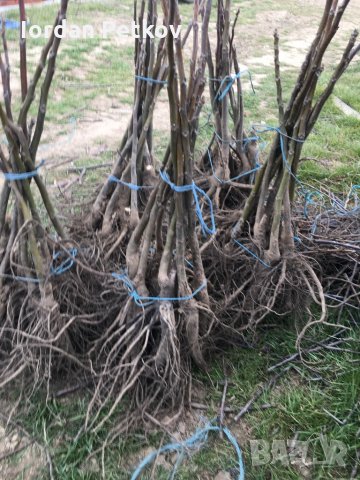 Орех чандлър, снимка 4 - Разсади - 32170528