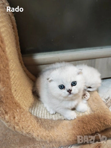 Клепоухи и правоухи сребърни чинчили , снимка 2 - Чинчили - 52890502