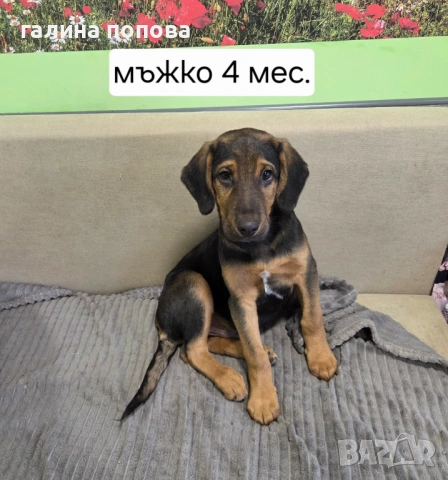 Търся стопани на кученца, снимка 3 - Други - 53074703