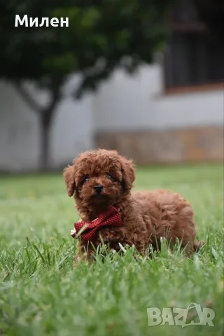 Той пудел Toy poodle, снимка 3 - Пудели - 55006000