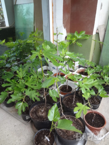 Смокини- 2 сорта в контейнери- Блек Мишън и Брънсуик, снимка 2 - Разсади - 54092194