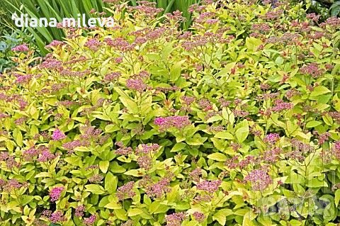 Японска спирея Голден принцес,  Spiraea japonica Golden princess, снимка 6 - Градински цветя и растения - 40015502