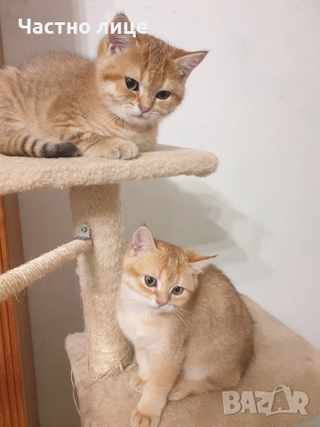 Шотландски котета златна чинчила., снимка 6 - Чинчили - 52171934