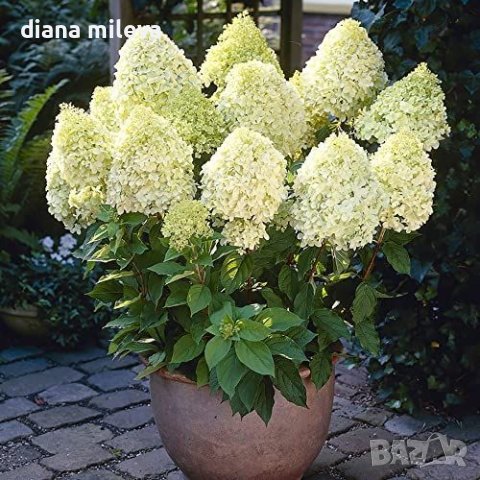 Хортензия паникулата Лаймлайт, Hydrangea Limelight за супер слънце, снимка 2 - Градински цветя и растения - 42527662