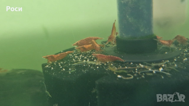 Продавам червени скариди/ ред чери/ ред сакура, снимка 2 - Рибки - 54019242