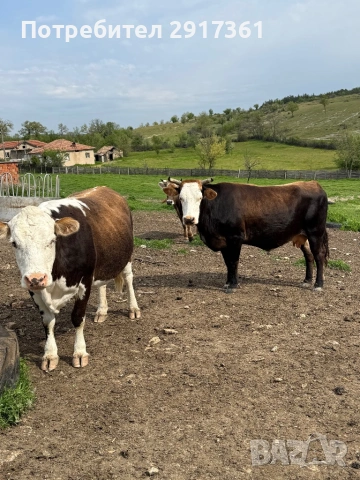Kravi, снимка 3 - Крави - 54280283