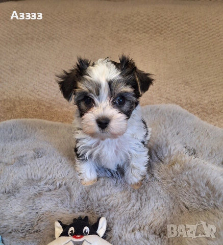 Йоркширски териер, снимка 2 - Йоркширски териер - 53151365