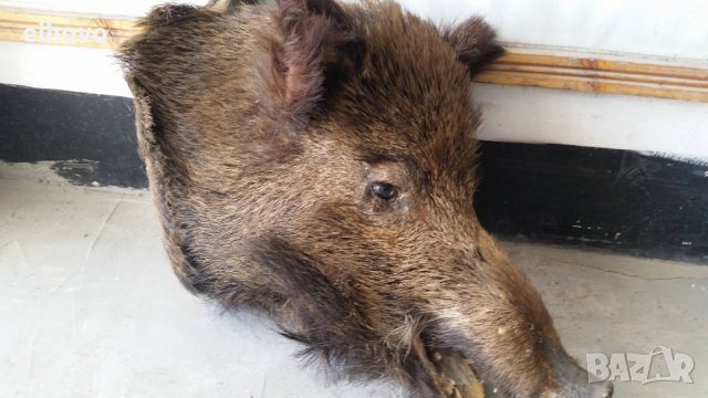 Препарирана глава на глиган, снимка 3 - Други ценни предмети - 37979890