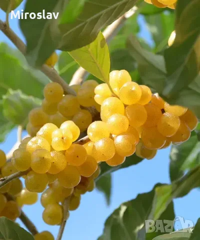 Есенна сладка Маслина (жълта), снимка 2 - Градински цветя и растения - 56151909