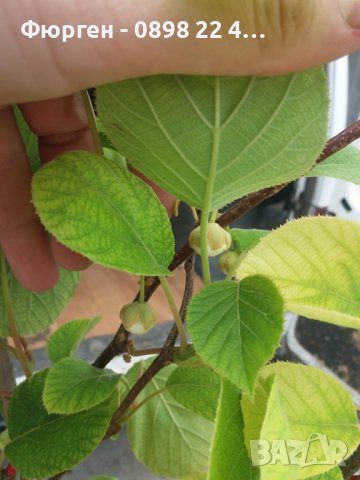 Фиданки Киви Голд - Златно киви, снимка 5 - Разсади - 38115114