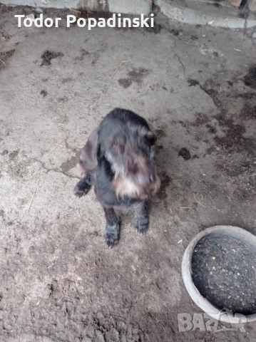 Куче дратхар срешно, снимка 13 - Дратхаар - 53128897